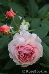 A Shropshire Lad A Shropshire Lad