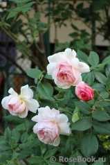 A Shropshire Lad A Shropshire Lad