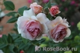 A Shropshire Lad A Shropshire Lad