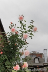 A Shropshire Lad A Shropshire Lad