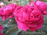Darcey Bussell Darcey Bussell