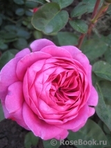 Heidi Klum Rose Heidi Klum Rose