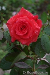 Lady Rose Lady Rose