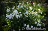 Herzogin Christiana ® Herzogin Christiana ®