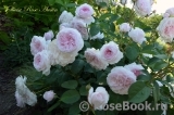 Olivia Rose Austin Olivia Rose Austin