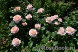 Bloom of Ruth Bloom of Ruth