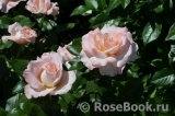 Bloom of Ruth Bloom of Ruth