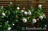 Generous Gardener, The