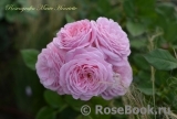 Rosengräfin Marie Henriette Rosengräfin Marie Henriette