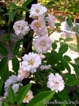 Guirlande Rose Guirlande Rose