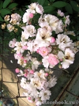Guirlande Rose Guirlande Rose