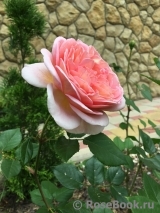 Abraham Darby Abraham Darby