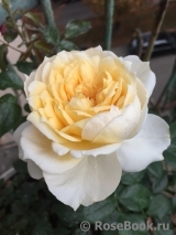 Lions Rose Lions Rose