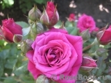 Lovely Lydia® Lovely Lydia®