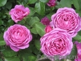 Heidi Klum Rose Heidi Klum Rose