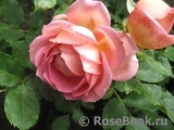 Jubilee Celebration® Jubilee Celebration®