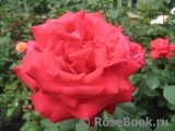 Dame de Coeur Dame de Coeur