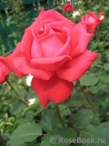 Dame de Coeur Dame de Coeur