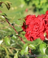 Amadeus Amadeus
