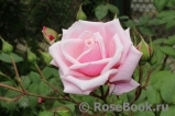 Blossomtime