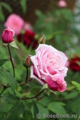 Blossomtime