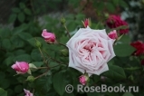 Blossomtime
