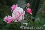 Blossomtime