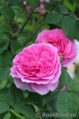 Gertrude Jekyll Gertrude Jekyll