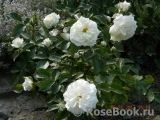 Alabaster Alabaster