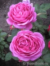 Heidi Klum Rose Heidi Klum Rose