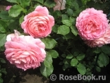 Jubilee Celebration® Jubilee Celebration®