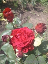 Rose des 4 Vents Rose des 4 Vents