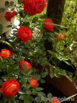 Starlet®-Rose Carmen® Starlet®-Rose Carmen®