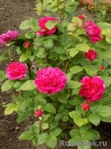 Sophy’s Rose Sophy’s Rose