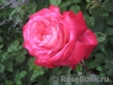 Rose Gaujard Rose Gaujard