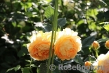 Golden Celebration® Golden Celebration®