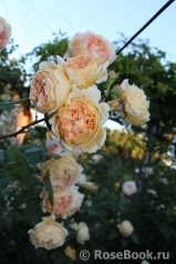 Crown Princess Margareta® Crown Princess Margareta®