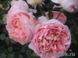 Abraham Darby Abraham Darby