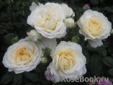 Cream Abundance Cream Abundance