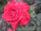 Red Intuition Red Intuition