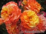 Oranges and Lemons Oranges and Lemons