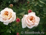 English Garden® English Garden®