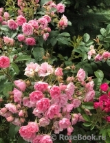 Pink Grootendorst