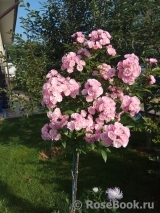 Heavenly Pink Heavenly Pink