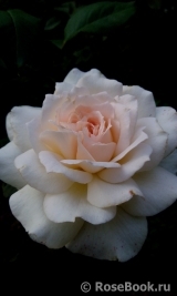 Chandos Beauty Chandos Beauty