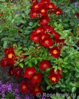 Bienenweide Rot Bienenweide Rot