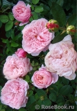 The Alnwick Rose The Alnwick Rose