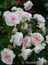 Morden Blush Morden Blush
