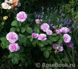 Lavender Ice Lavender Ice