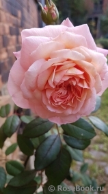 A Shropshire Lad A Shropshire Lad